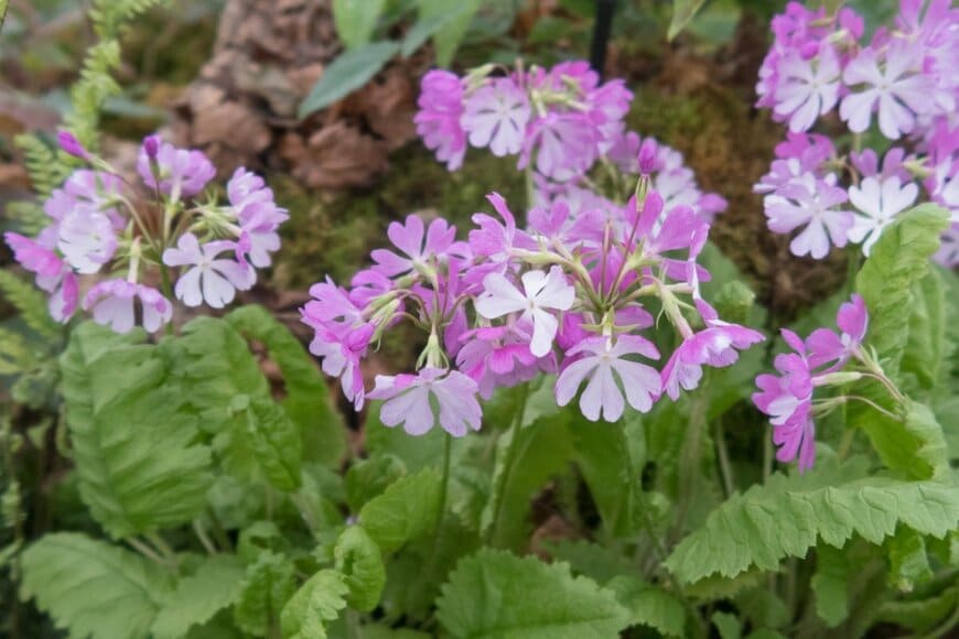 淡いピンク色の花を咲かせているサクラソウ