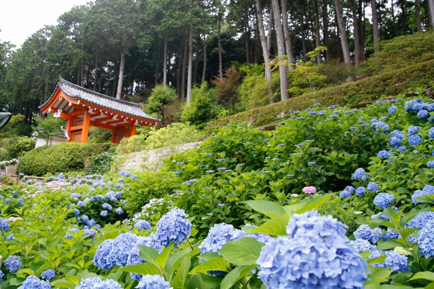 三室戸寺のあじさい