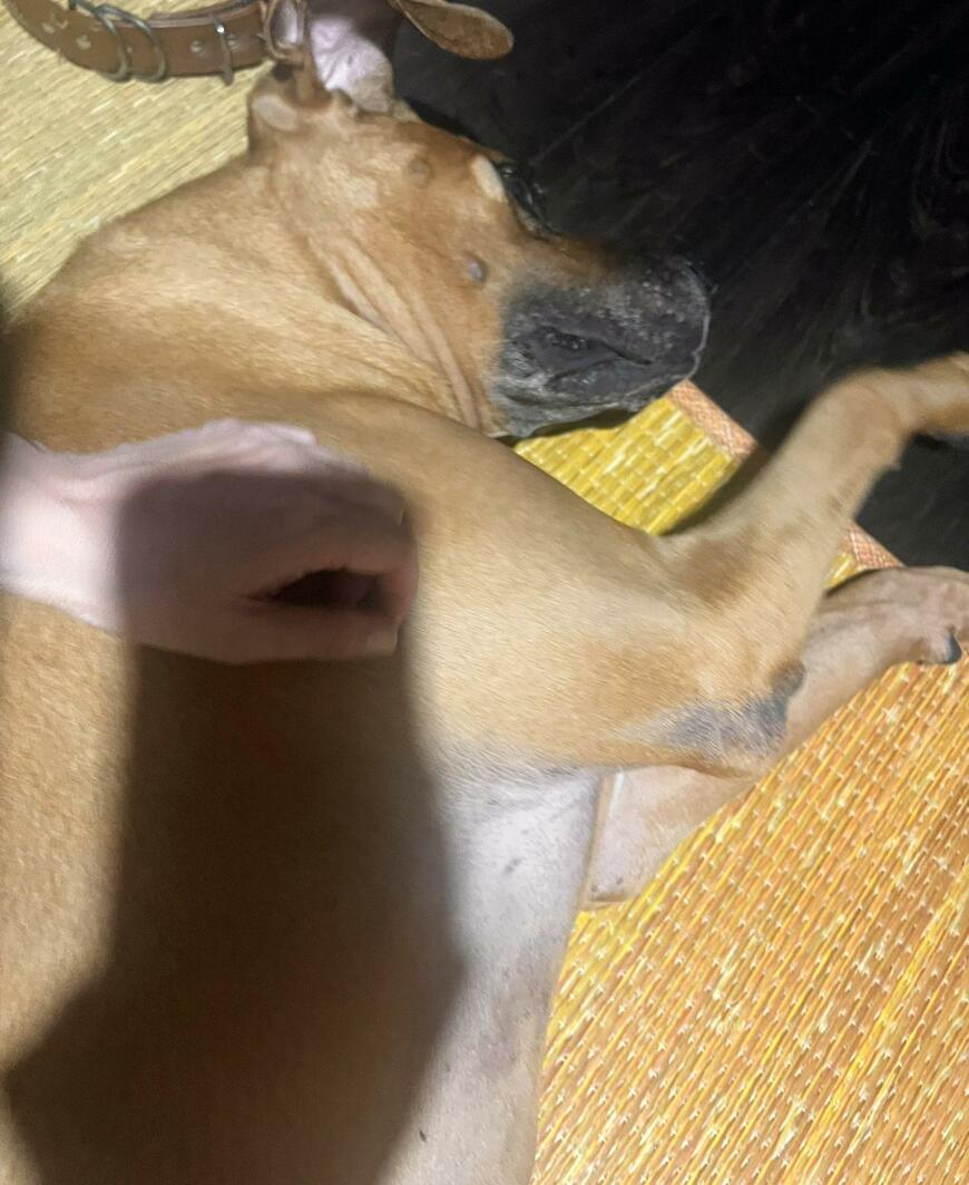 寝る土佐犬