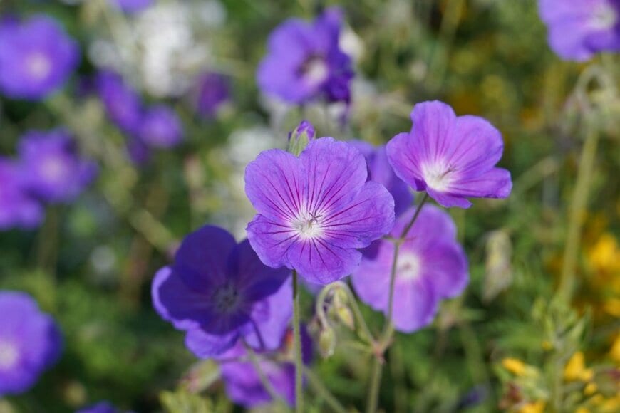 青紫色の花を咲かせているゲラニウム