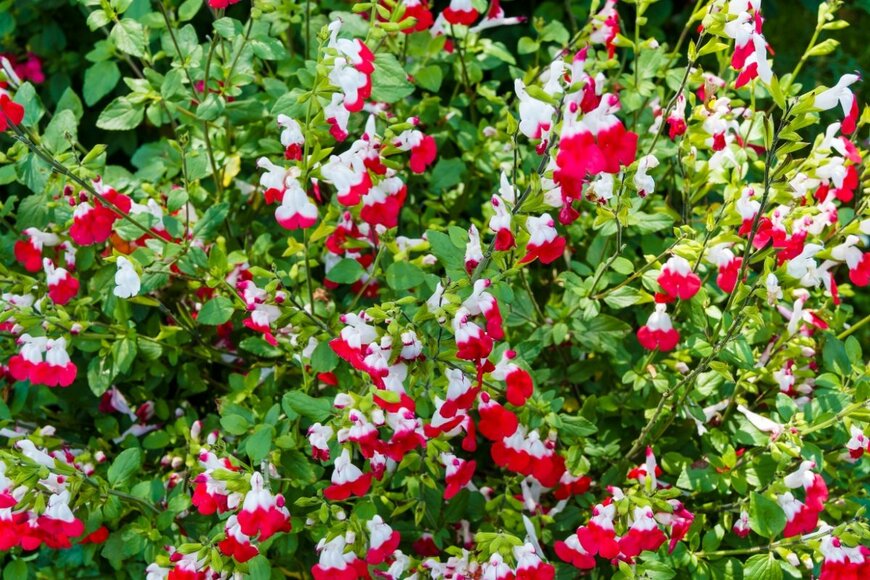 ピンクと赤の複色花の、チェリーセージ