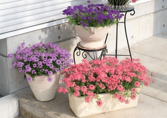 出所：サントリーフラワーズ　タピアン