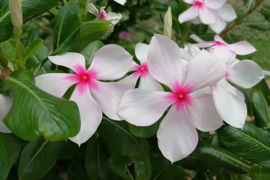 淡いピンクのニチニチソウの花
