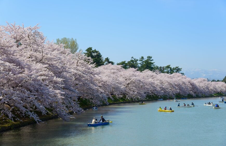 弘前公園の桜とボート
