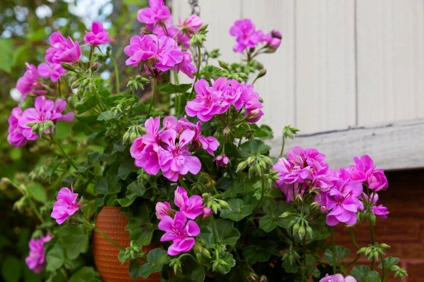 ハンギングプランターでピンクの花を咲かせているアイビーゼラニウム