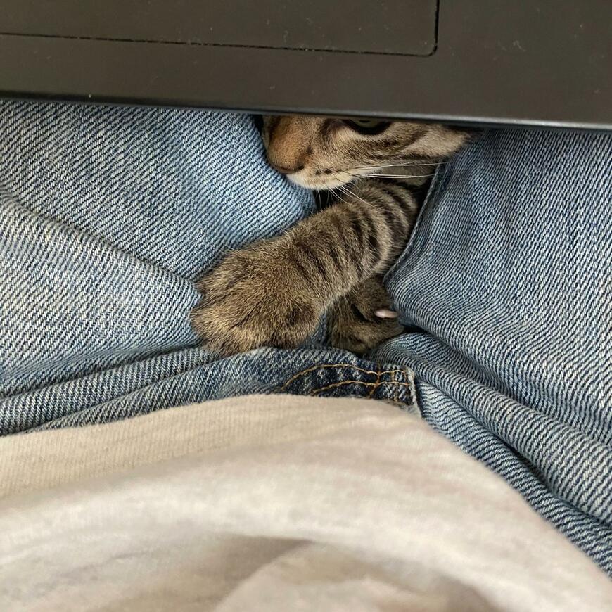 足の間から猫の手