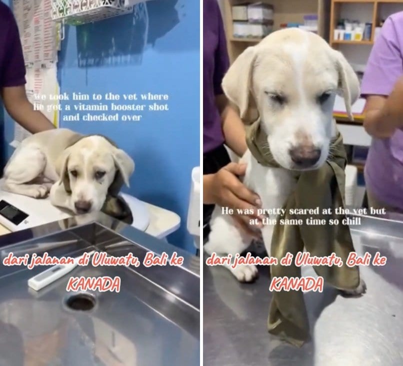出所:<u><a href="https://www.tiktok.com/@jambidoglover/video/7651777185283411218" target="_blank">@jambidoglover</a></u>