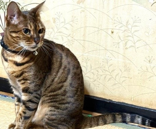 小柄でお上品なアナイスちゃん