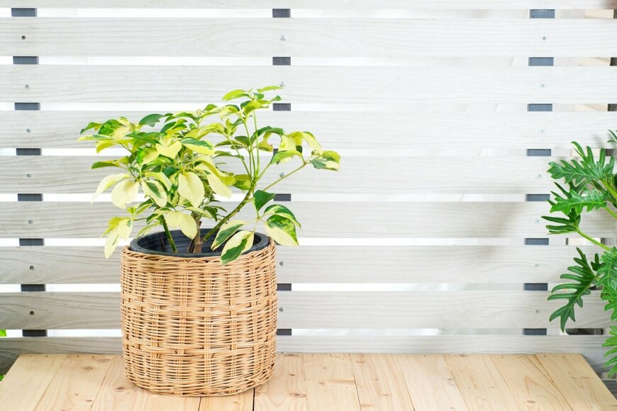 葉に緑色とクリーム色の模様が入った鉢植えのシェフレラ