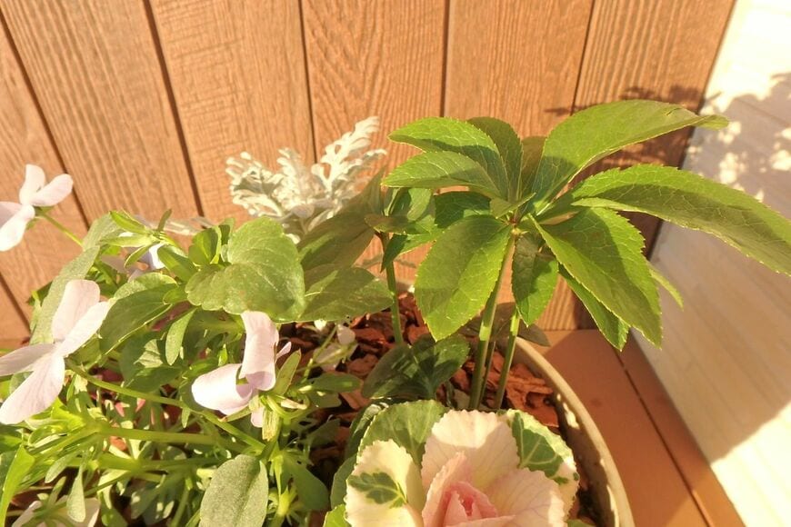 明るい緑色の葉を広げている、クリスマスローズ