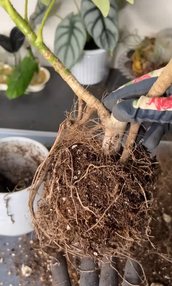 シェフレラ・カポックの植え替え