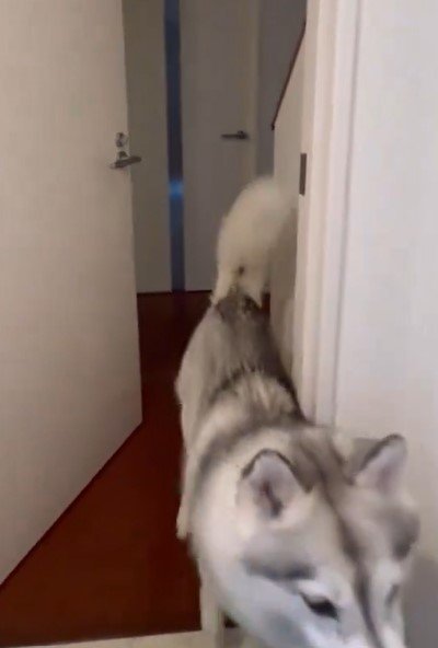 トイレのドアとハスキー犬