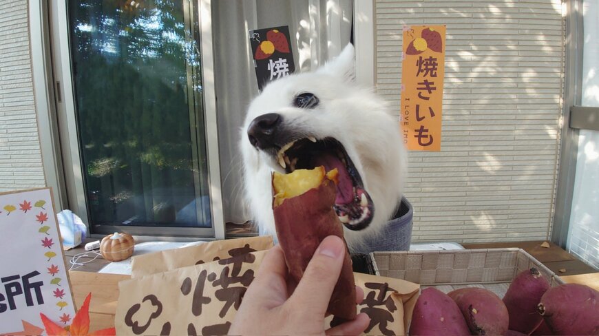 焼き芋味見中の犬