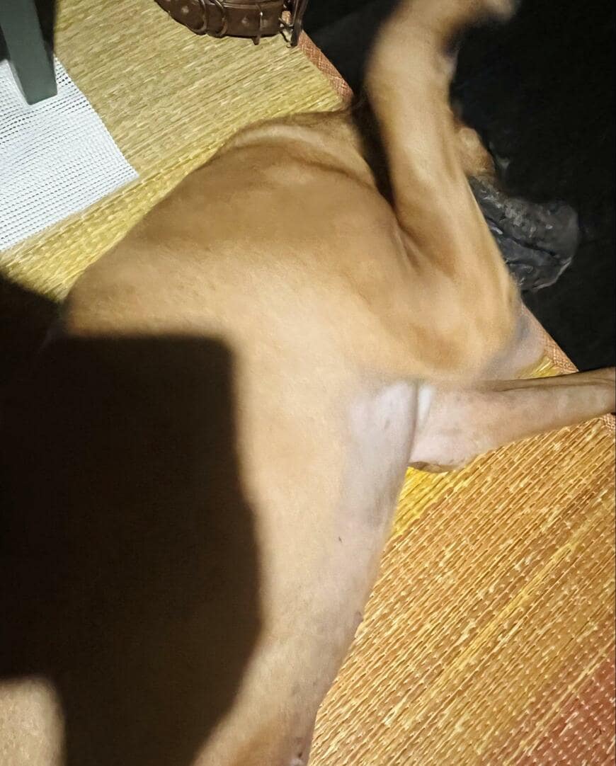 寝る土佐犬