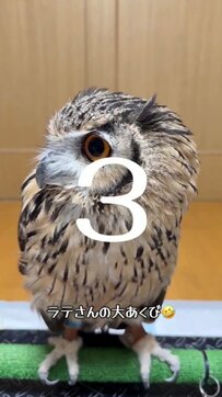【大あくびをするフクロウ】「3、2、1…パカーン！」カメラ目線の表情が可愛すぎる！
