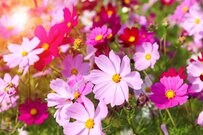 現代の65歳代シニア世帯の平均貯蓄額・平均所得はいくら？