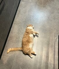 「生き倒れ？」お手本のように「落ちてる」猫が話題　野生を忘れた究極の脱力姿に笑ってしまう