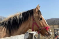 ゴールドシップに似た名前の「乗用馬」がSNSで話題　ど派手なたてがみと毛色に注目集まる