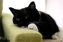 冬スタイルになった猫　もこもこした素材のマフラーを着用した姿がかわいすぎる…