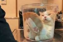 【えっ】バケツに入った猫、完全にトロトロに…！“猫は液体説”を裏付ける動画にツイッターで反響