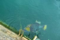 沖縄の海で遭遇した不気味な魚　見た目以上に「こわい」といわれる理由に思わず驚き