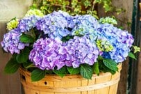 【鉢植えアジサイ】1鉢で梅雨の玄関やベランダがおしゃれに！おすすめ品種5選＆育て方のコツ