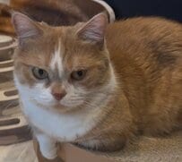 「ねじれてる」ジト目で鎮座する猫の姿に違和感？不思議な座り方と真剣な表情に笑ってしまう