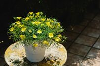 真夏に可愛い花が咲く〈暑さ・乾燥に強いグランドカバー〉3選で、素敵な「花のじゅうたん」を。雑草対策に！鉢植えでも素敵です