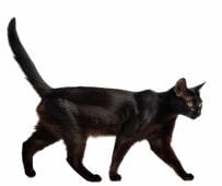 「ましかく」になった黒猫　あまりにも美しく完璧な「香箱座り」に笑ってしまう