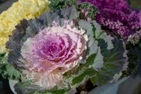 【センスのいい寄せ植え】冬の主役《ハボタン》と相性抜群！寒さに強い植物6選＆植え方のコツ