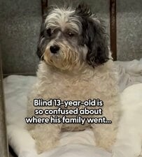 13年来の家族がいなくなり混乱する目の不自由な犬…懸命に適応し、明るく生きる姿に目頭が熱くなる