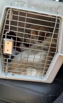 他の犬に襲われて重傷を負った子犬…「ようこそ、もう大丈夫だよ」と声をかけられ保護された姿にSNSで反響