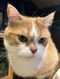「ご飯まだですか」無言の圧をかけるジト目猫！ピンと立ったしっぽとのギャップに笑ってしまう