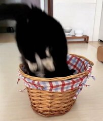 【シュール】足を揃えて華麗にジャンプした猫ちゃん！最後に決めたドヤ顔に1万6000いいね