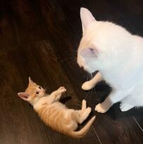 強く噛んだことを先輩に叱られた子猫　教育的指導を受けた直後の行動がかわいい