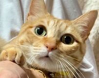 【肝試し】ホラーな猫ちゃんにドキッ！美形の素顔とのギャップが大きすぎる　