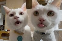 急に止まれない「猫を撮影した瞬間」が話題　思わず目を疑う出来事に笑ってしまう