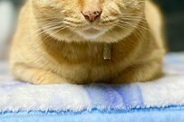 猫仙人…！悟りを開いたようなお顔の保護猫さんが可愛いと話題