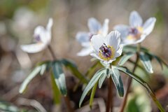 【ガーデニング】ナチュラルガーデンをつくりたい！ 早春の山野草を鉢植え栽培するコツ・オススメ植物5選