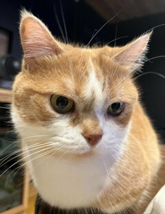 「ご飯まだですか」無言の圧をかけるジト目猫！ピンと立ったしっぽとのギャップに笑ってしまう