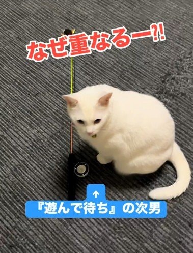 投稿の画像