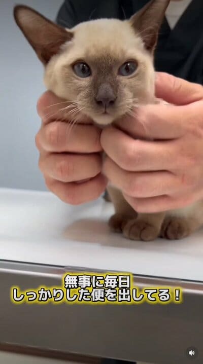 診察の結果、整腸剤を処方