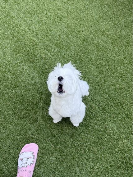 「ちいこい犬」が吠える様子がかわいいと話題「ちいこいぬいぐるみみたい」