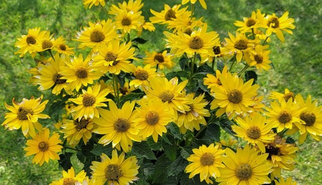 まるでヒマワリみたい！元気をくれる〈鮮やかなイエローの花〉で庭やベランダがパッと明るく！春から秋まで長く咲くのも魅力です！
