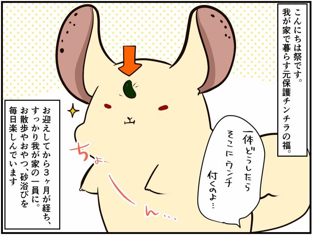 「部屋んぽの順番」や「おやつ取られたくない」...チンチラ多頭飼いあるある【チンチライフ94話】 