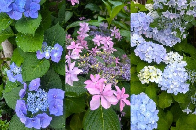 「植えてよかった！」たくさんのアジサイが咲く庭から厳選した〈お気に入りの低木アジサイ〉5つ。虫がつきにくくて手間が少ない！