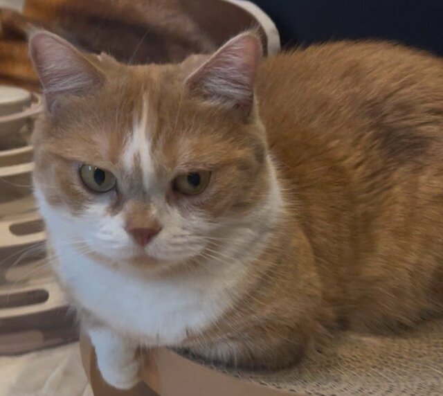 「ねじれてる」ジト目で鎮座する猫の姿に違和感？不思議な座り方と真剣な表情に笑ってしまう