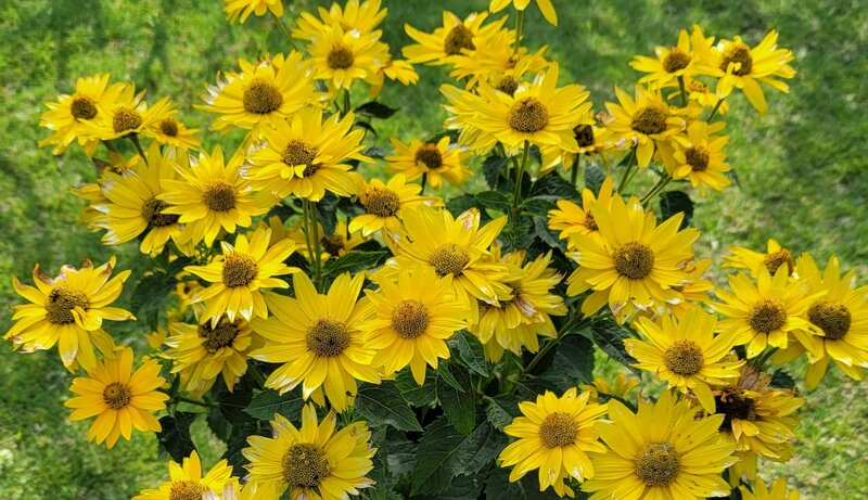 まるでヒマワリみたい！元気をくれる〈鮮やかなイエローの花〉で庭やベランダがパッと明るく！春から秋まで長く咲くのも魅力です！