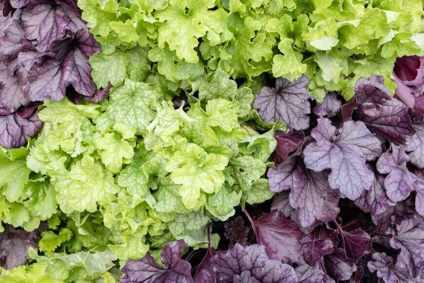 Andres Victorero/istockphoto.com