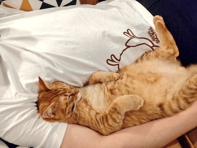 出所：ねこやしき（@nkysk22）